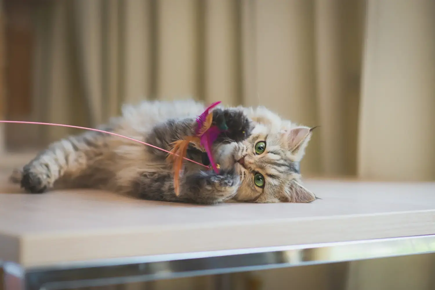 best-cat-toys-feature