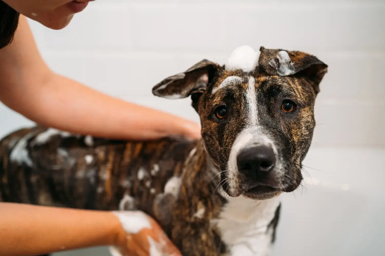 bully-breed-dog-getting-a-bath