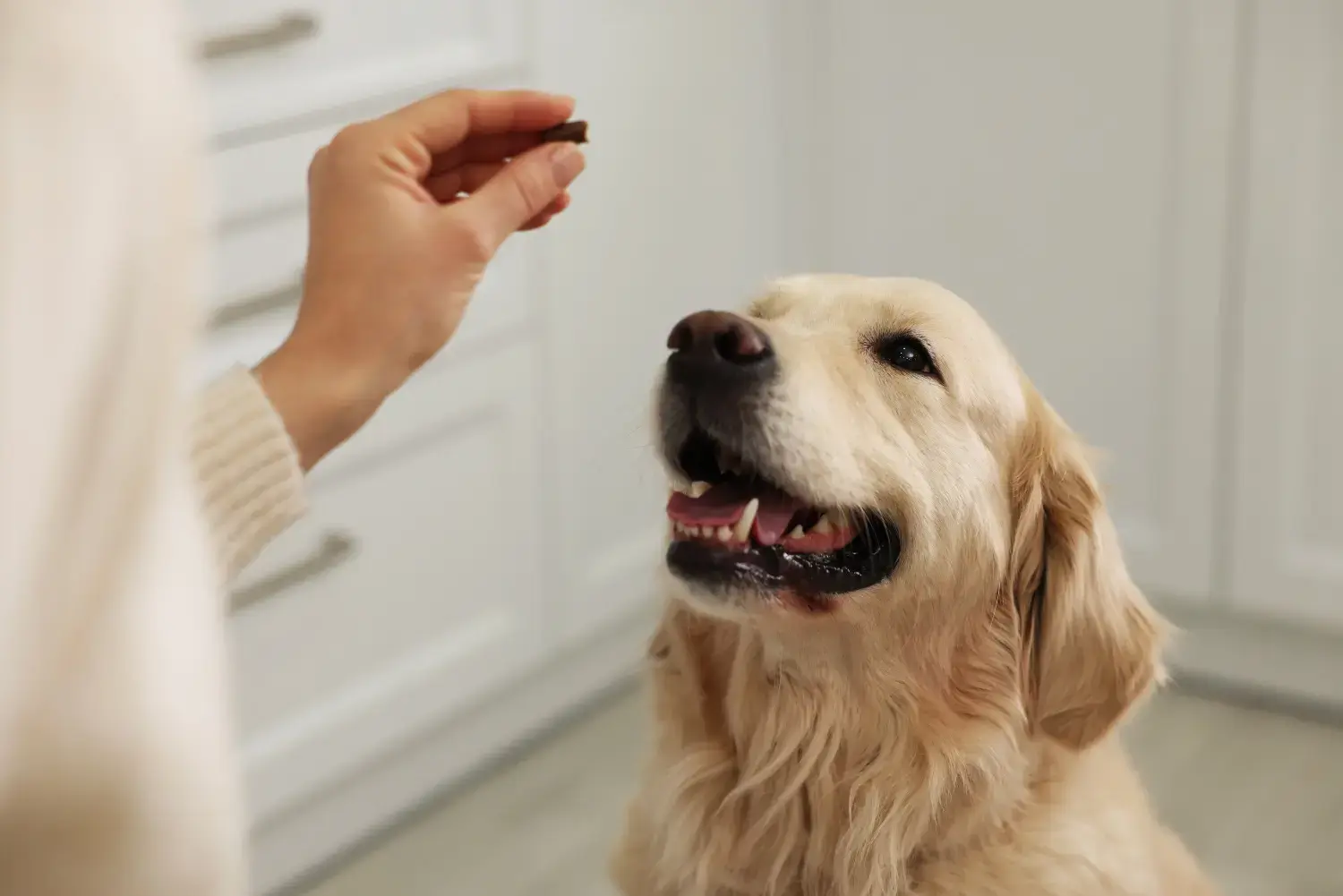 dog-waiting-for-best-dog-multivitamin