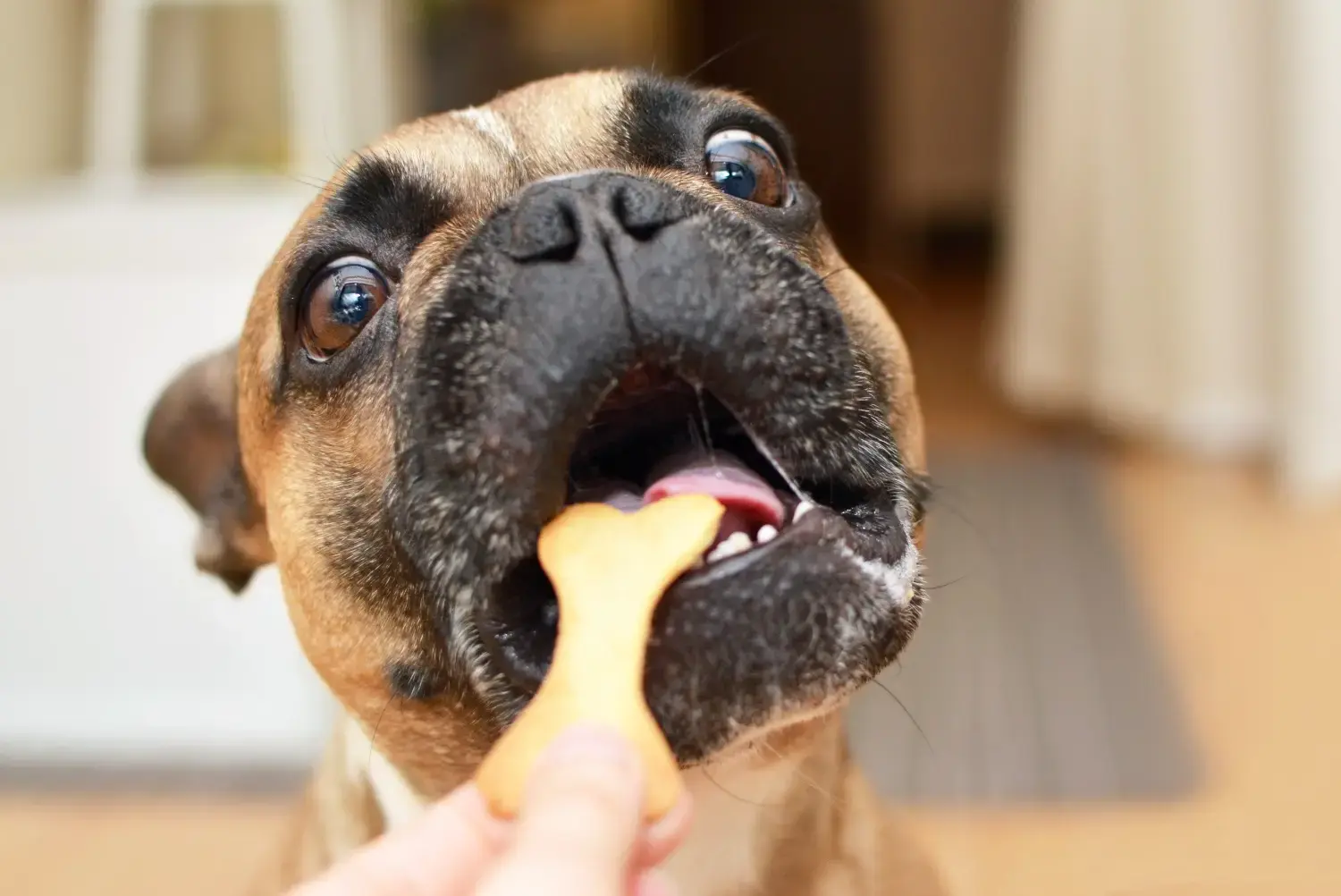 best-dog-treat-guide-boxer-getting-a-cookie