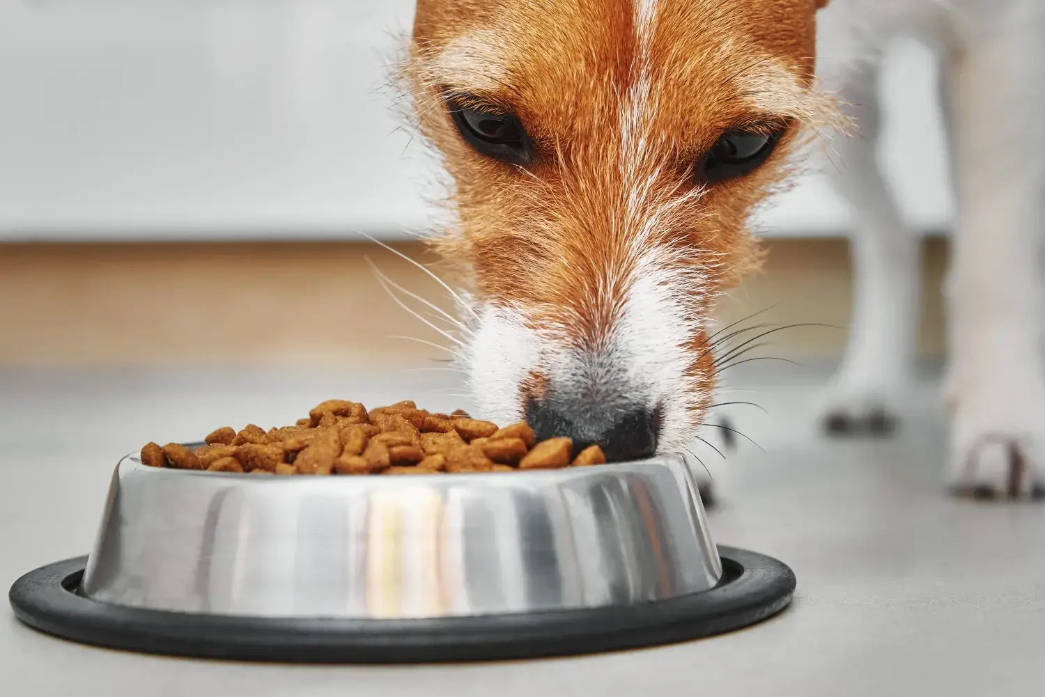 dog-eating-best-dry-dog-food