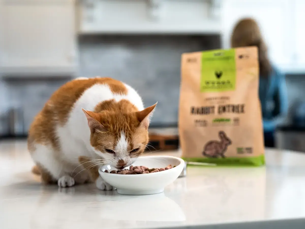 orange and white cat eating best freeze dried cat food