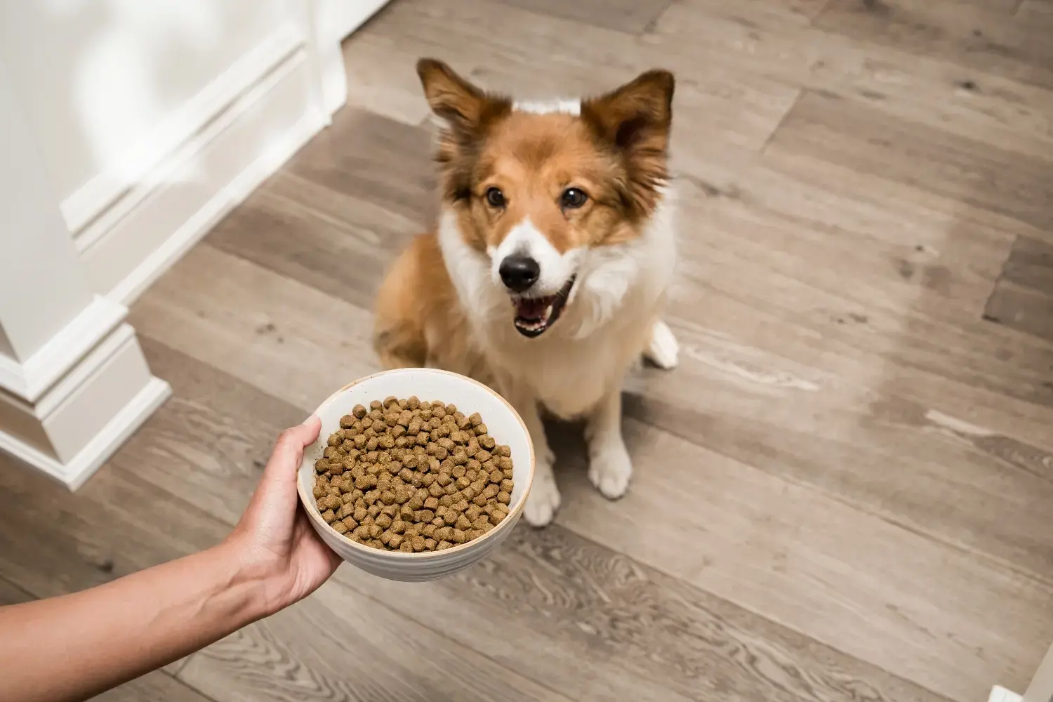 best-grain-friendly-dog food
