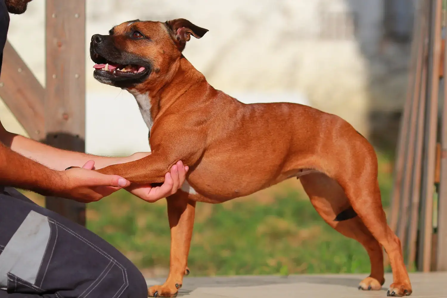 best-hip-and-joint-supplement-for-dogs