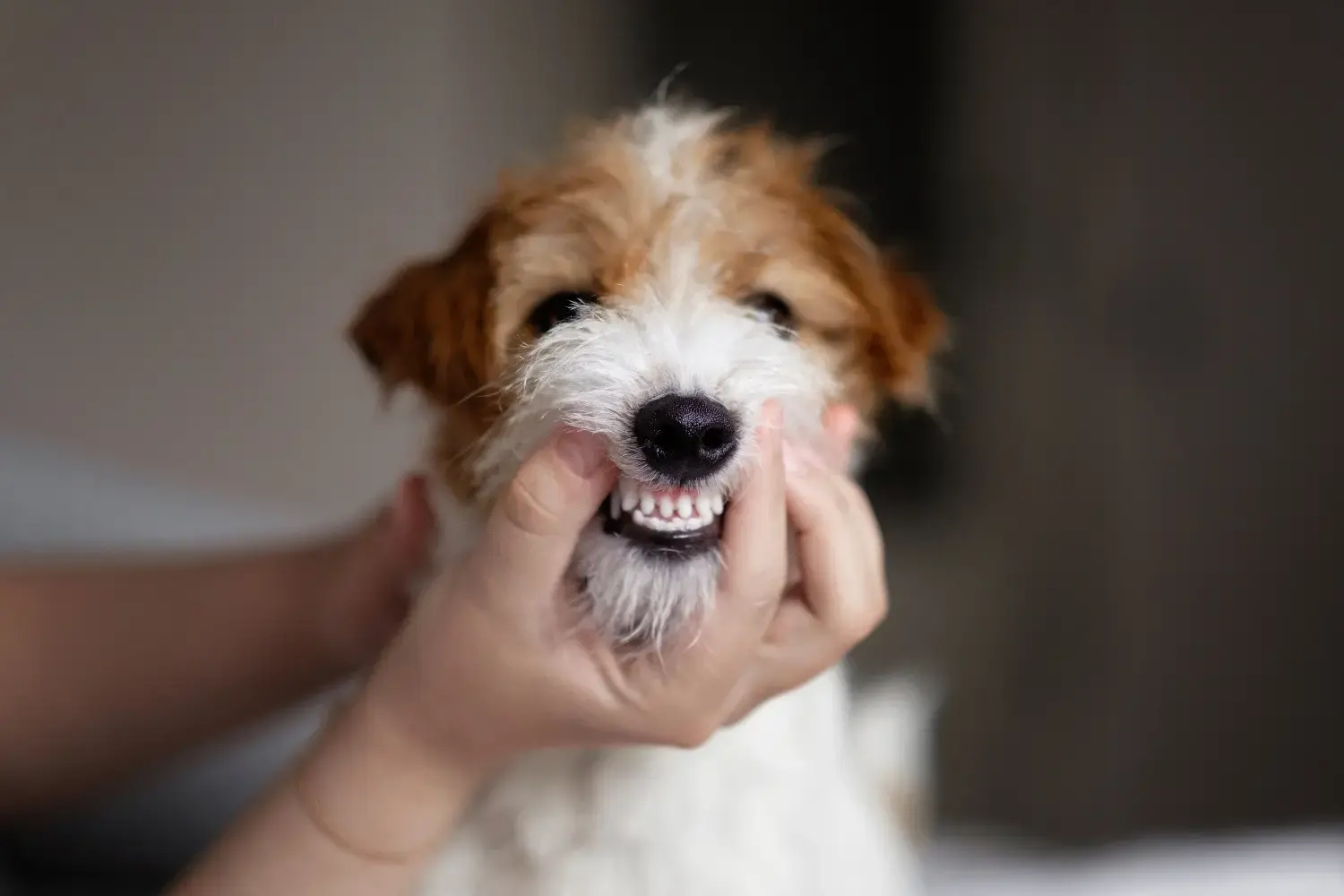 best-plaque-removers-for-dogs
