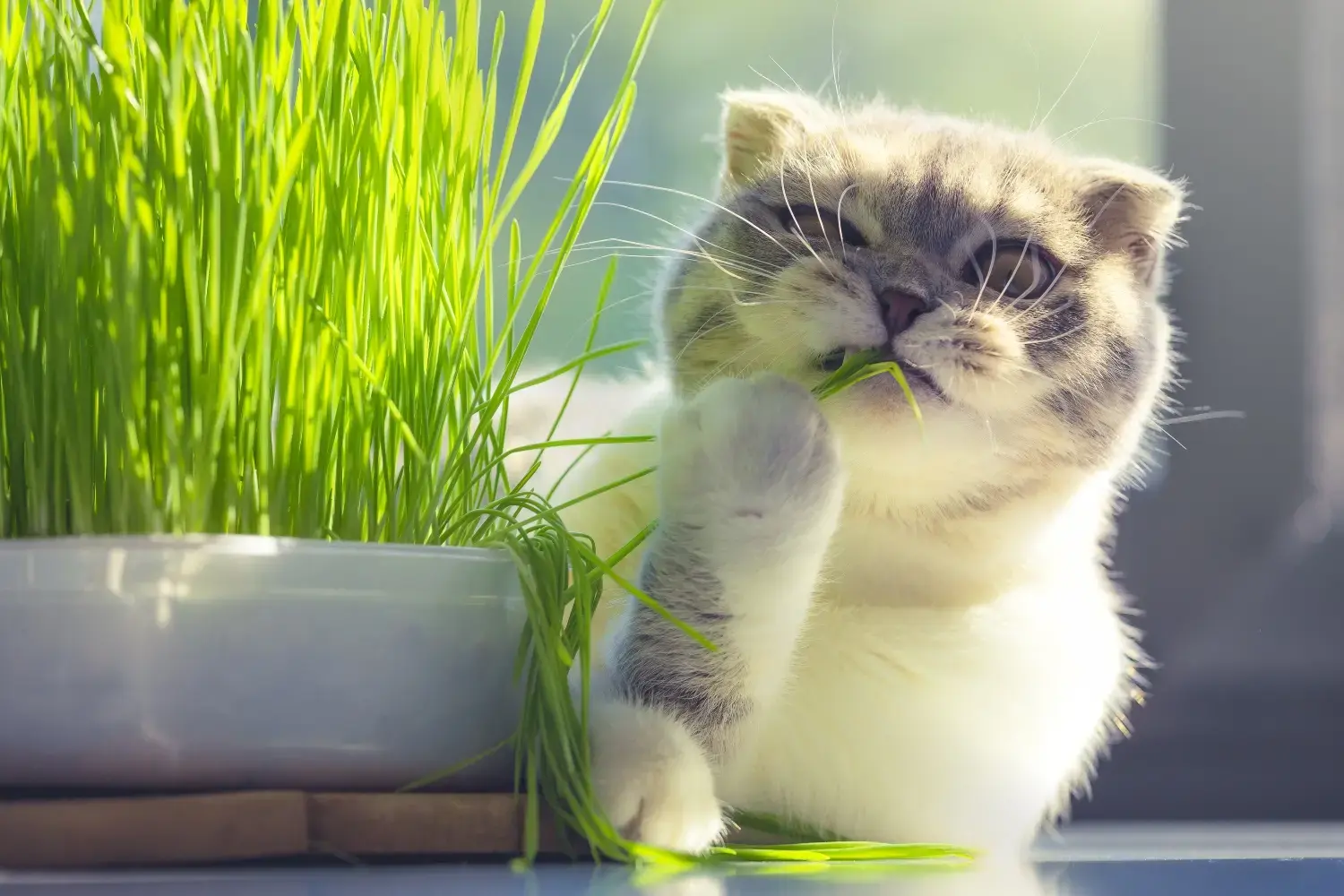 cat-enjoying-cat-grass