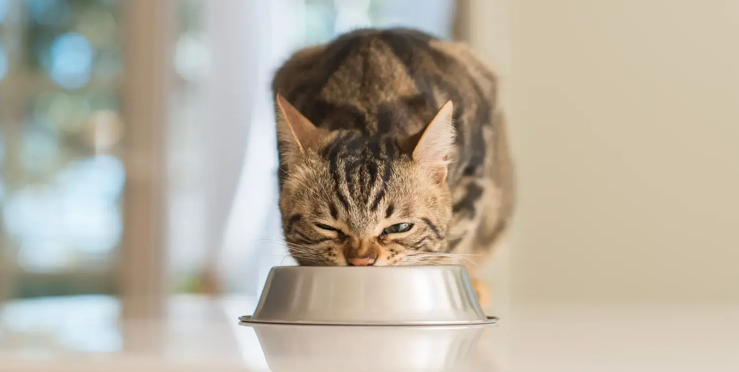 cat-irritated-by-whisker-fatigue-while-eating