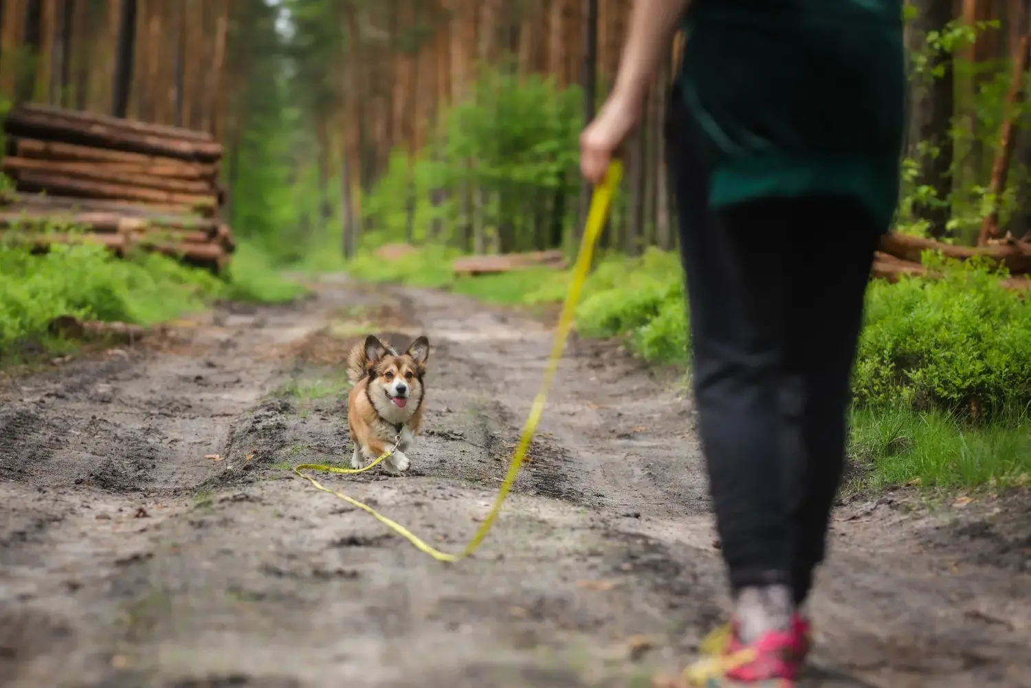 dog-training-with-long-lead