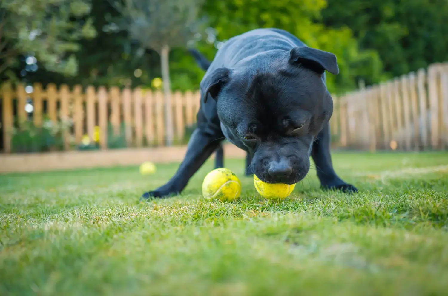 dog-playing-in-backyard