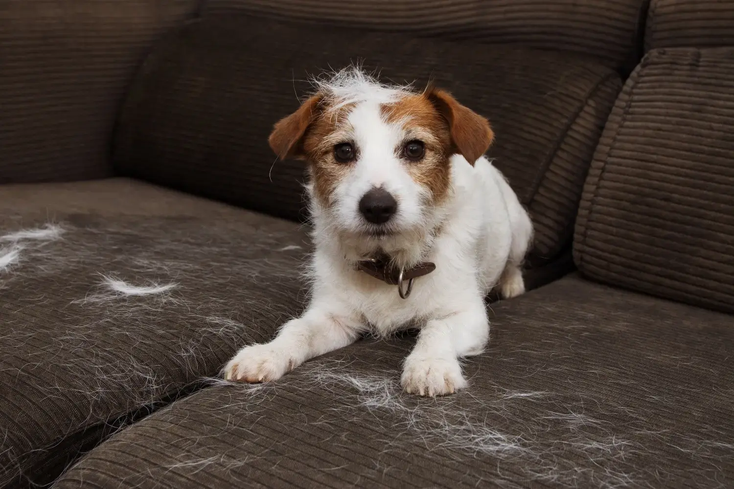 best-pet-hair-removers