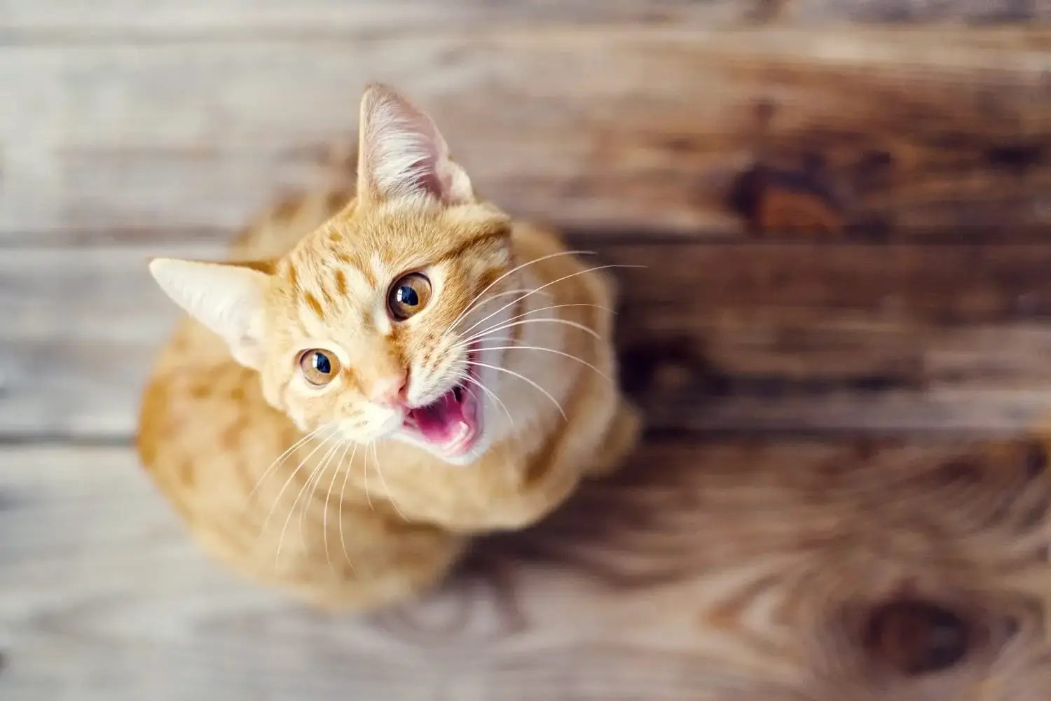 orange-cat-meowing-for-attention