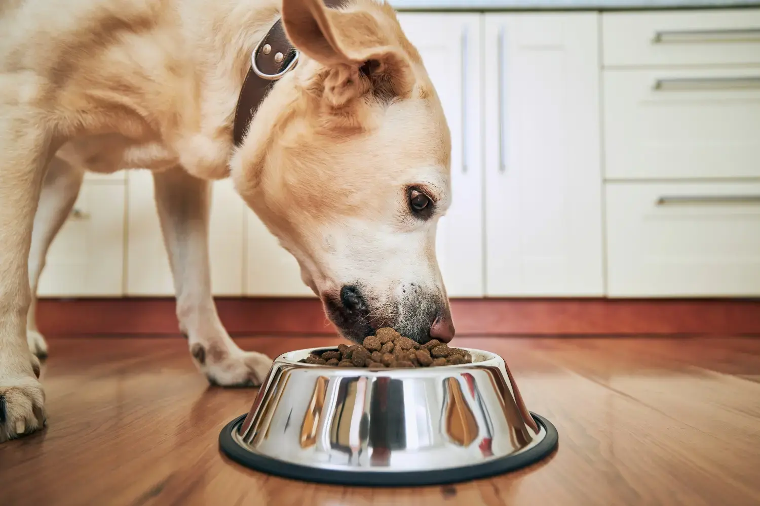 best-dental-dog-food