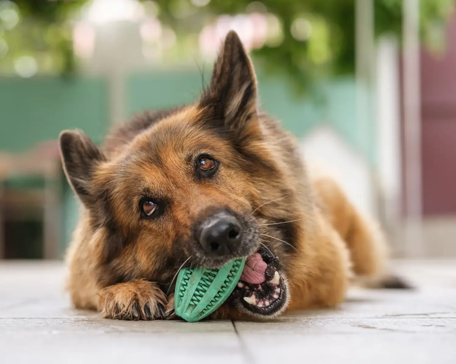 best-dog-dental-toys-feature