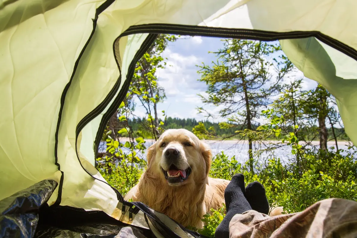 dog enjoying best dog camping gear