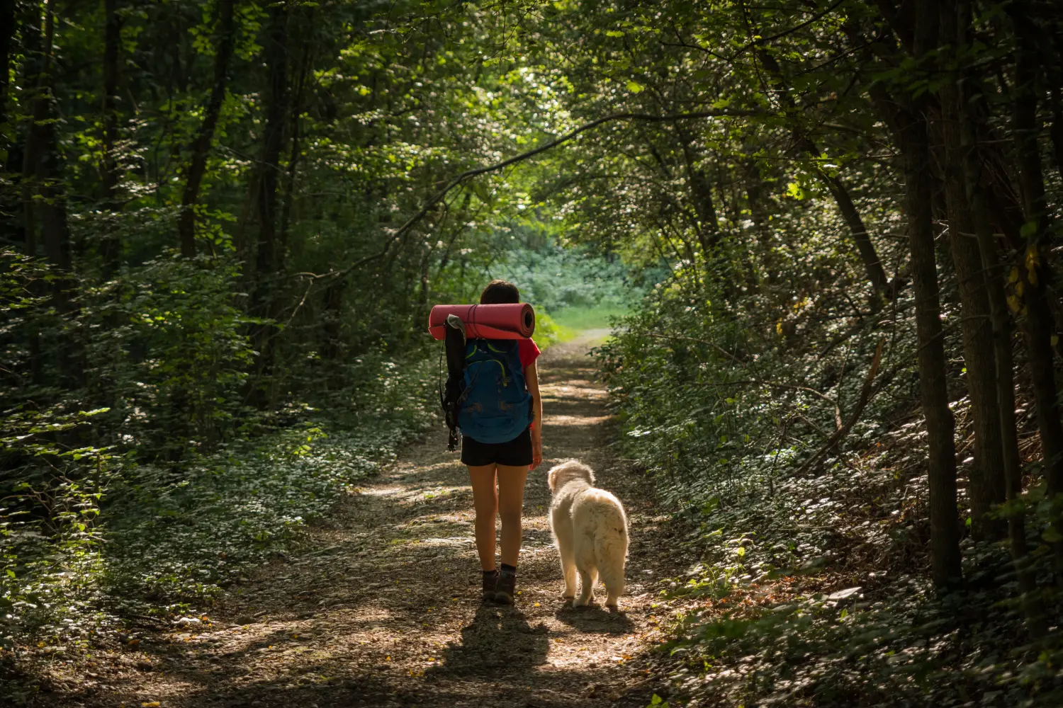 best-dog-hiking-gear