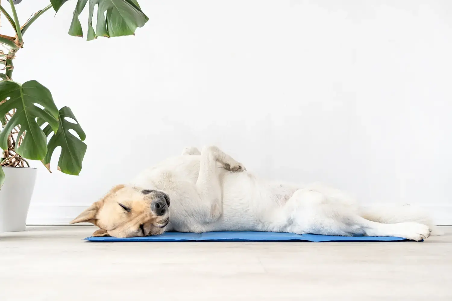 dog-relaxing-on-the-best-dog-cooling-mat