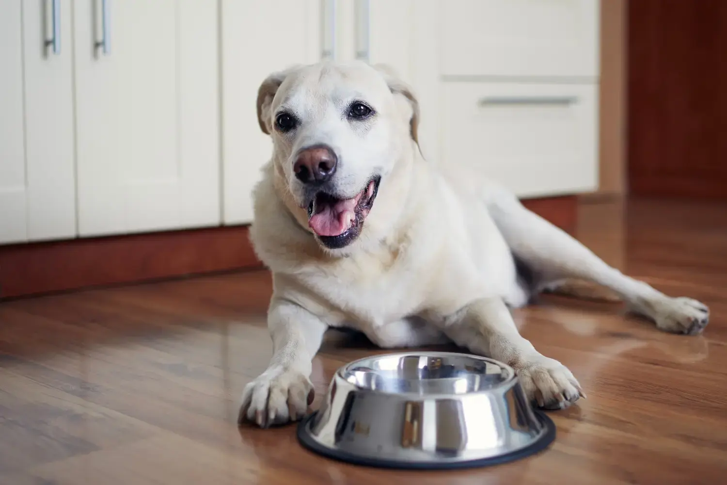 best-senior-dog-food