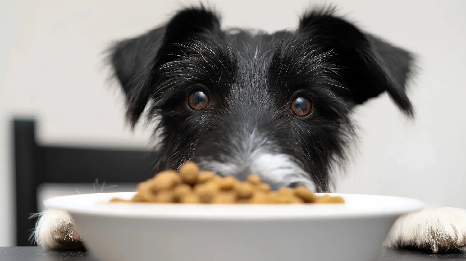 dog-staring-at-bowl-of-food