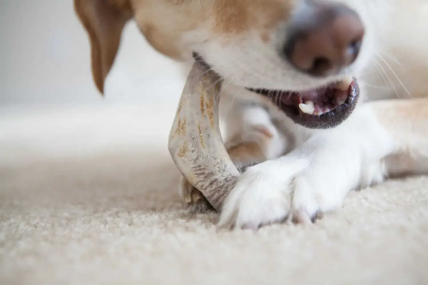 long-lasting-dog-chews-feature