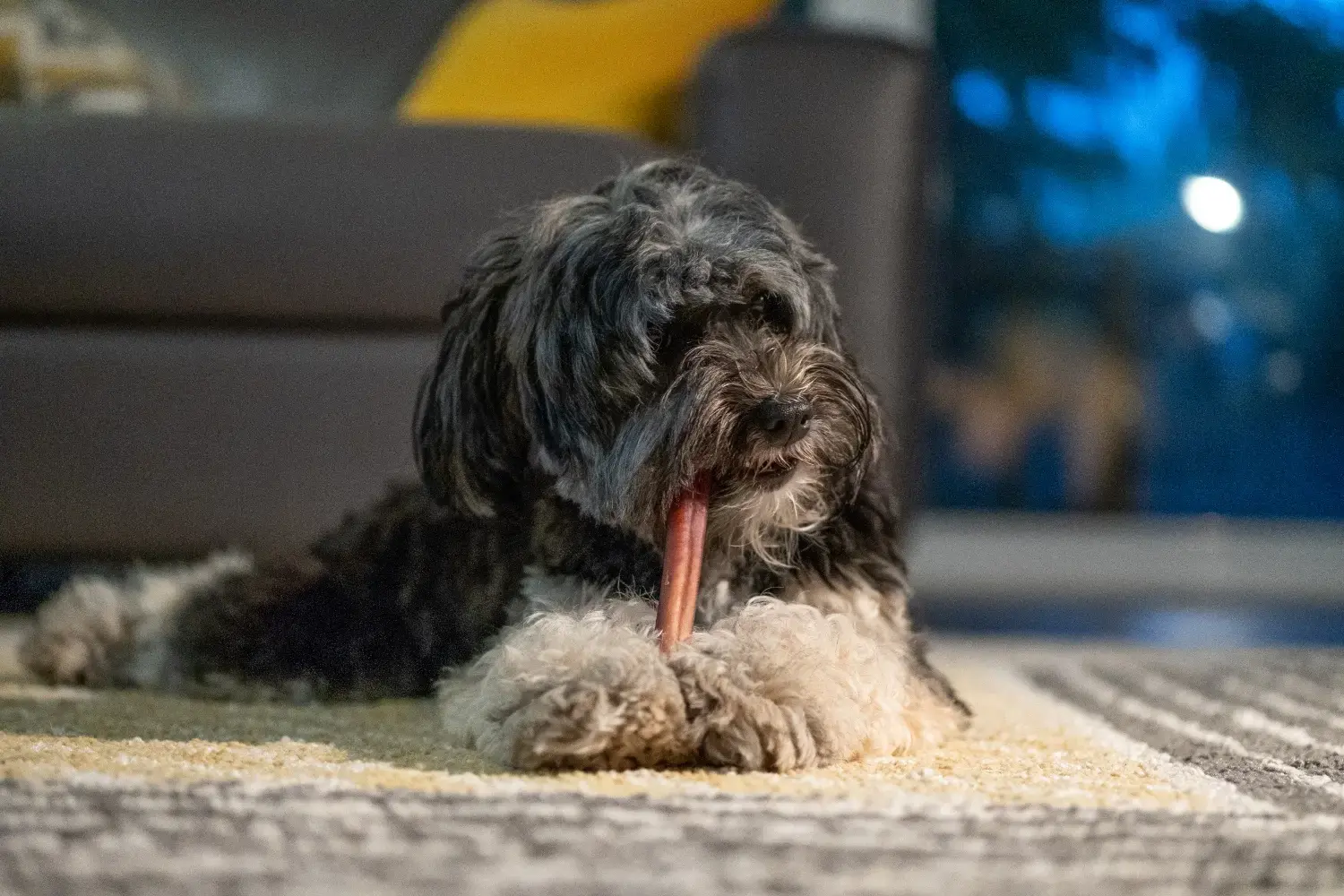 best-long-lasting-dog-chews