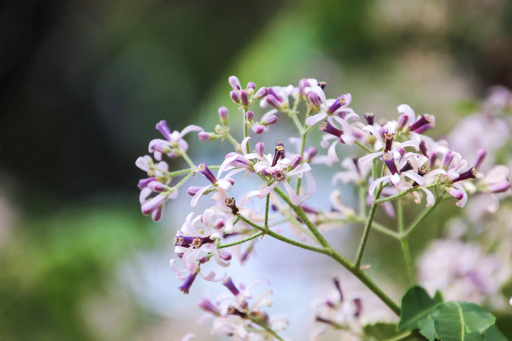 Bead-Tree