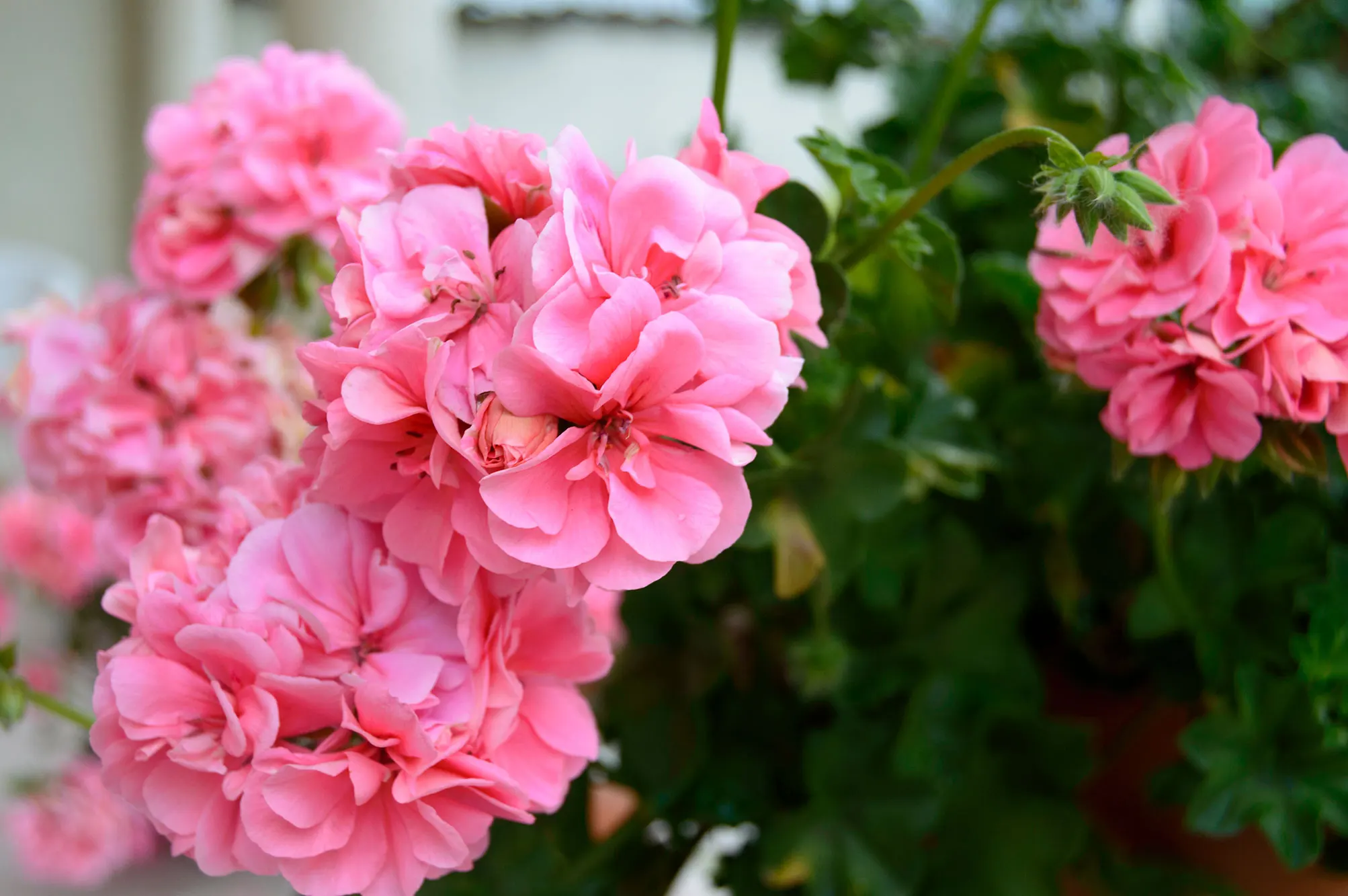 Geranium