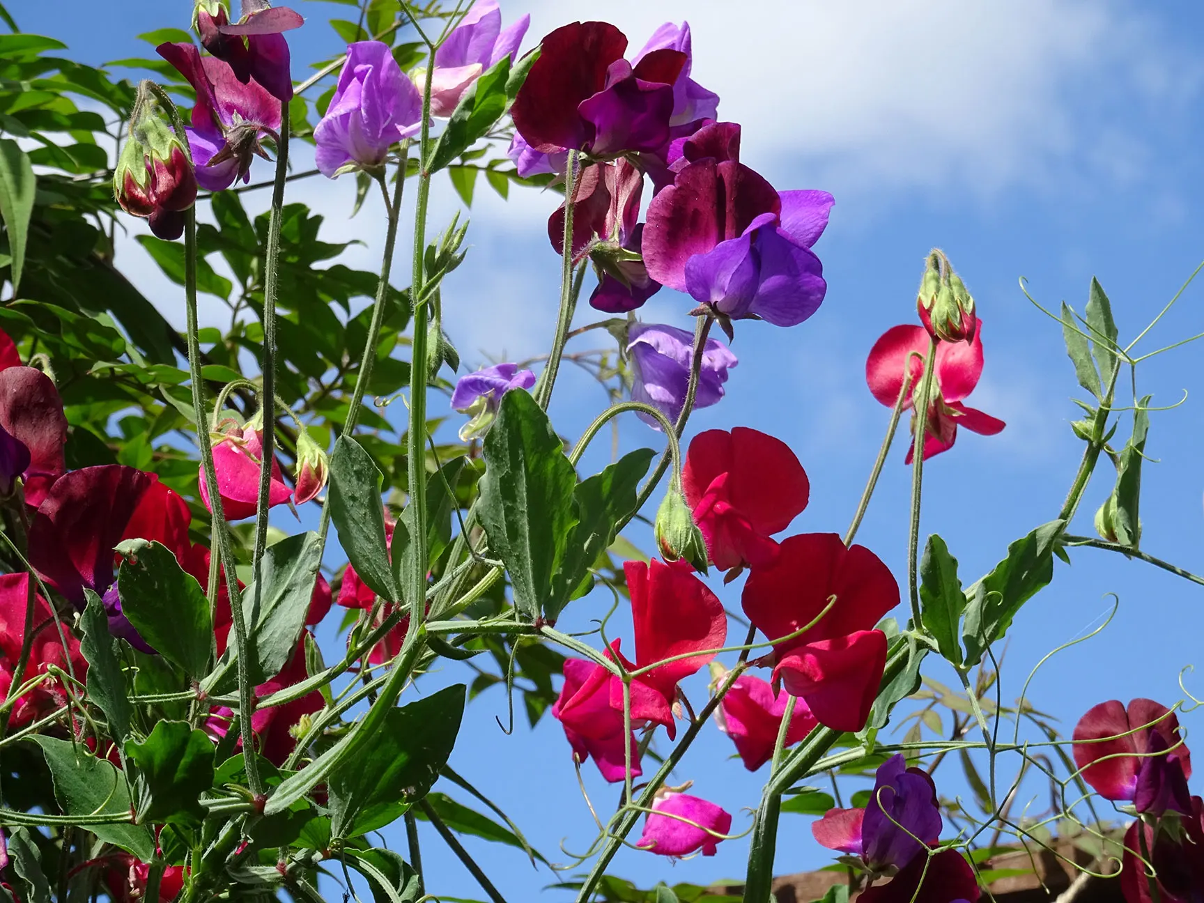 Sweet-Pea