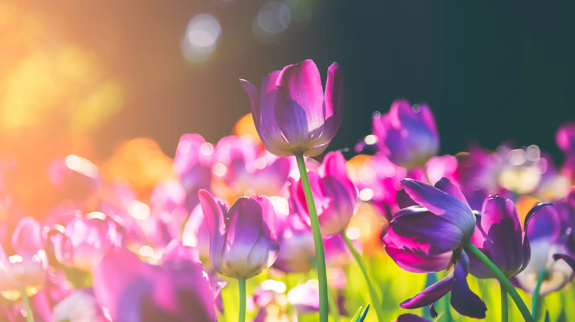Tulip