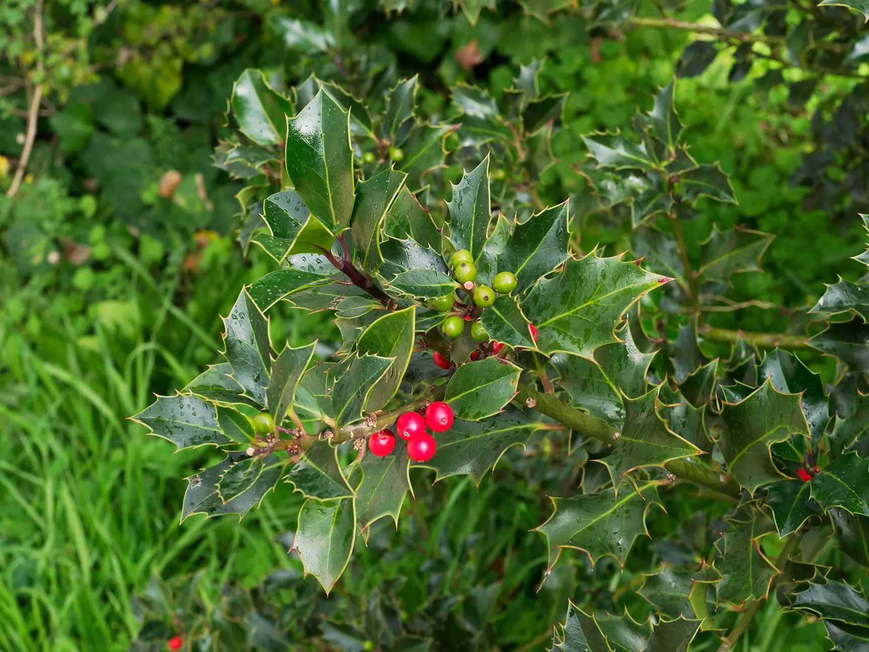 Winterberry-Holly