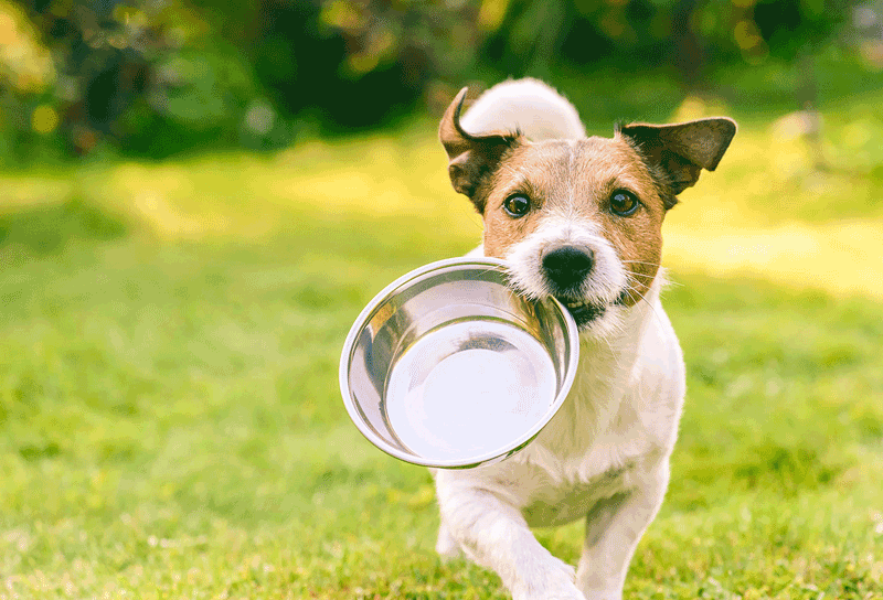 compare dog food ingredients side by side