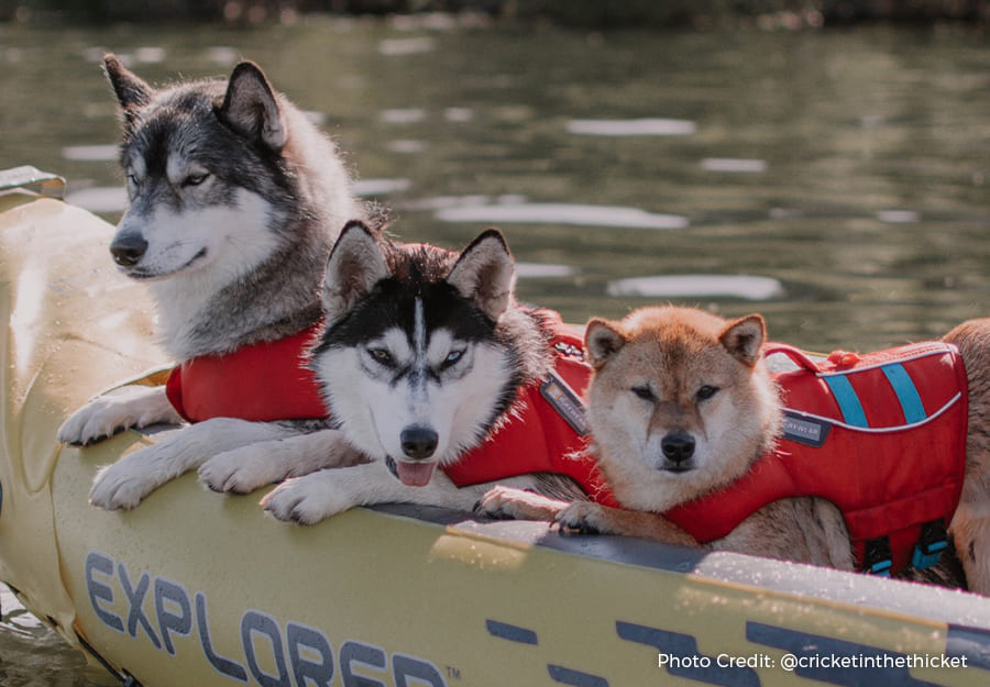 Does A Dog Need A Lifejacket On A Boat