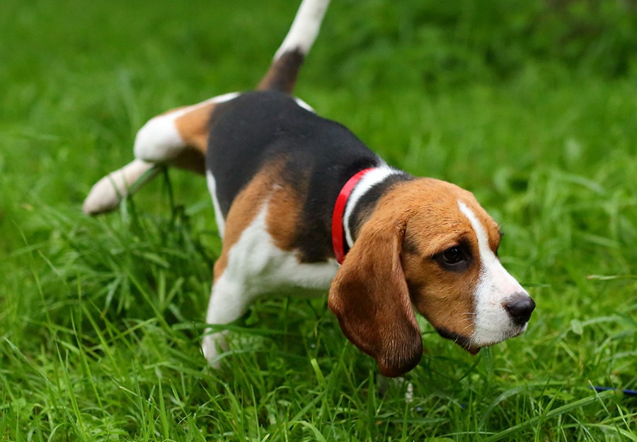 how to prevent pet urine from killing grass
