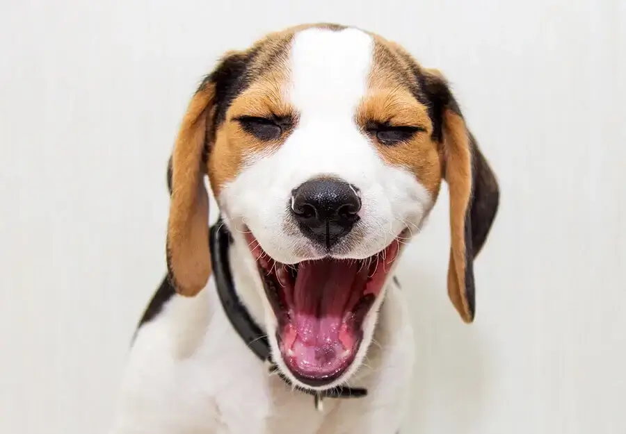 smiling puppy with teeth