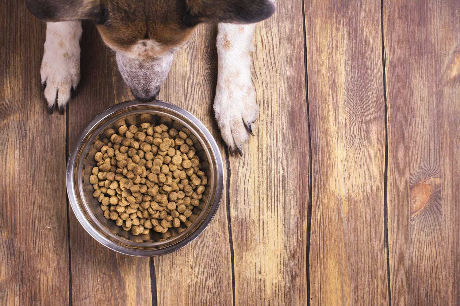 How Much Should I Feed My Dog Is My Dog Overweight