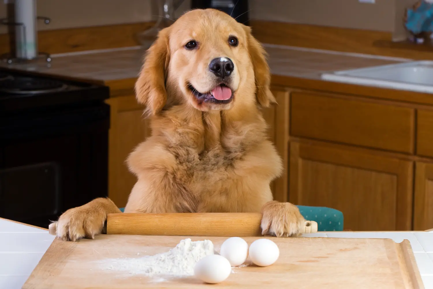 6 Simple and Delicious Homemade Dog Treats