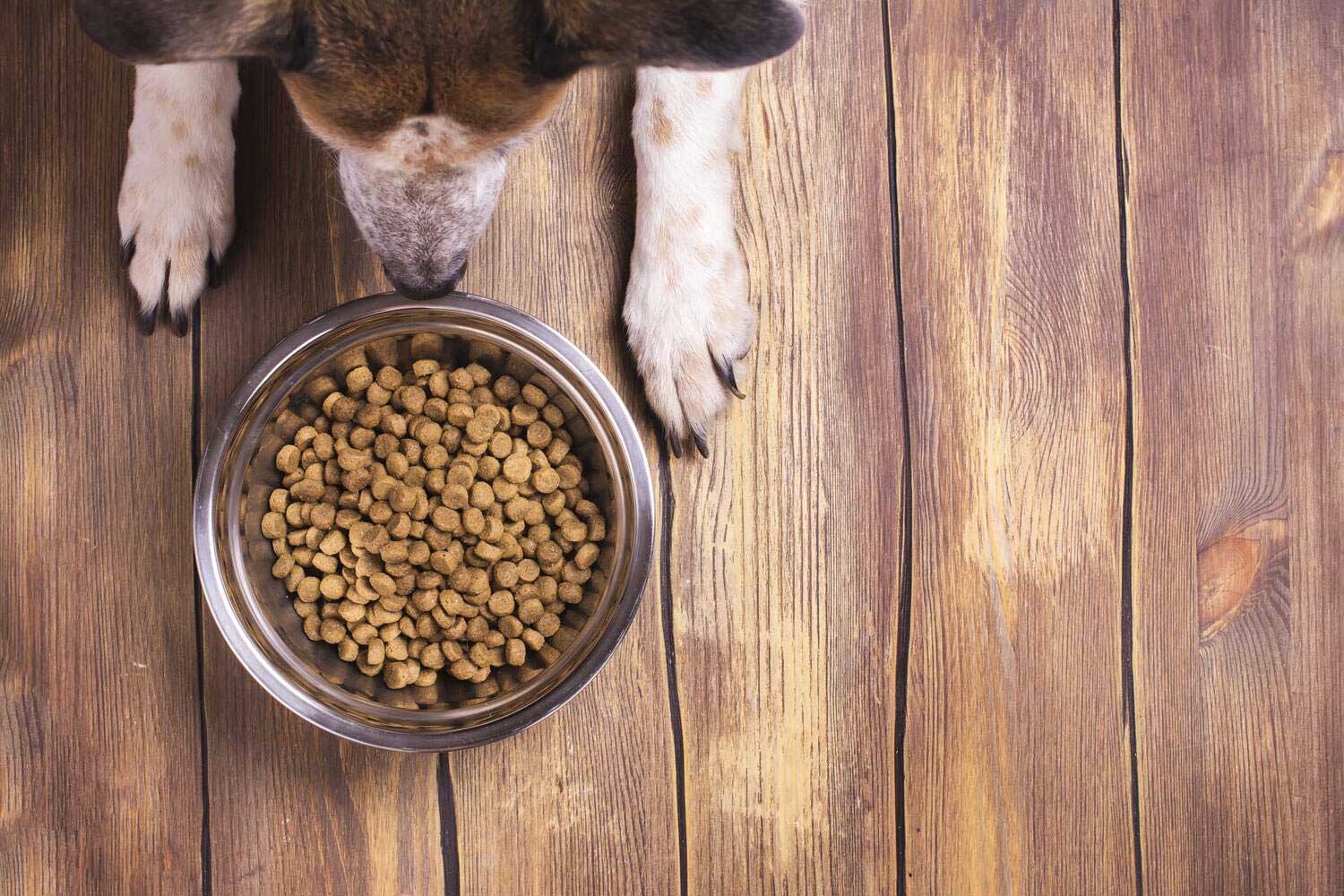 how much should you feed your dog