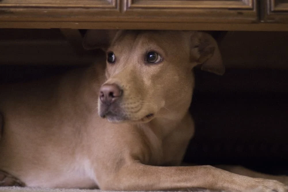 what to do when dog is scared of thunder