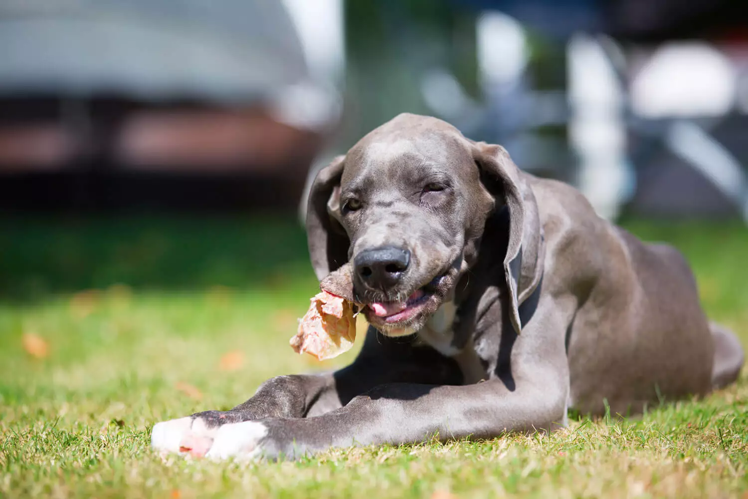 are buffalo ears safe for dogs