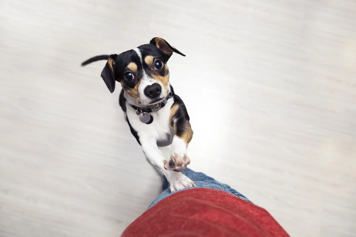 how to stop dogs jumping up on countertops