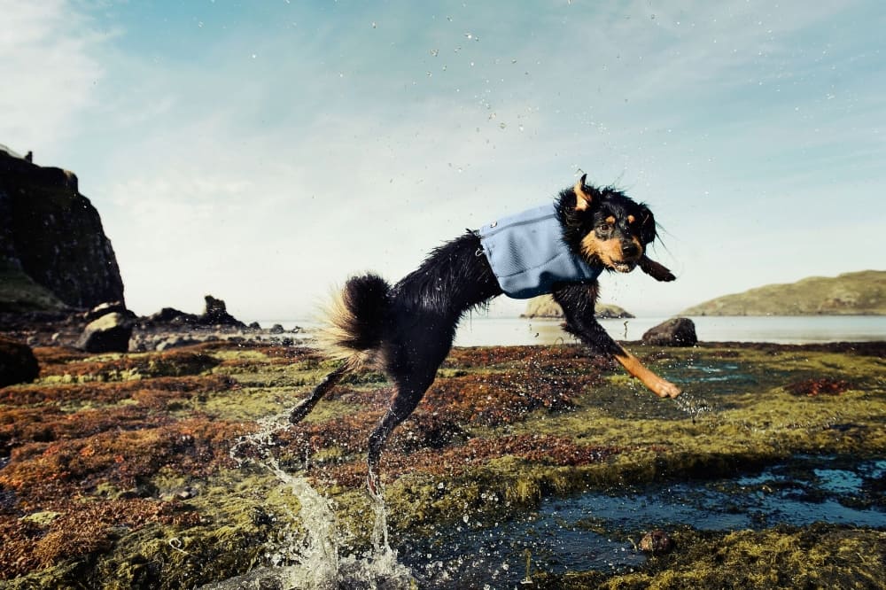 best-dog-cooling-vest-feature