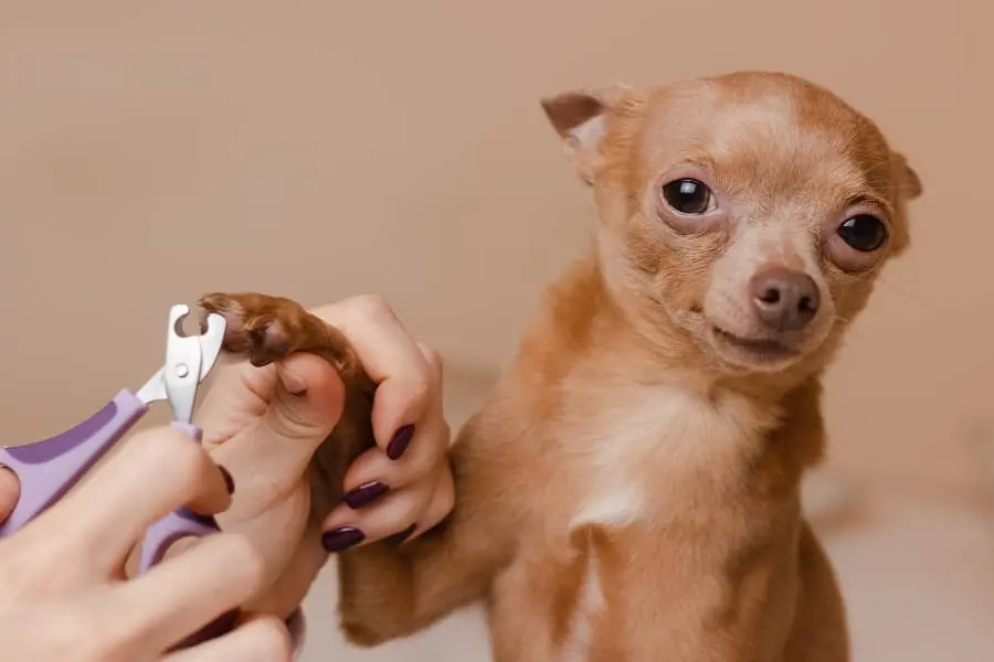 Veterinarian specialist holding puppy labrador dog, process of cutting dog  claw nails of a small breed dog with a nail clipper tool,trimming pet dog  nails manicure.Selective focus. Stock Photo | Adobe Stock