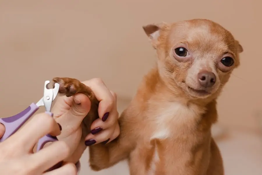 How To Cut Black Dog Nails  Locating The Vein 