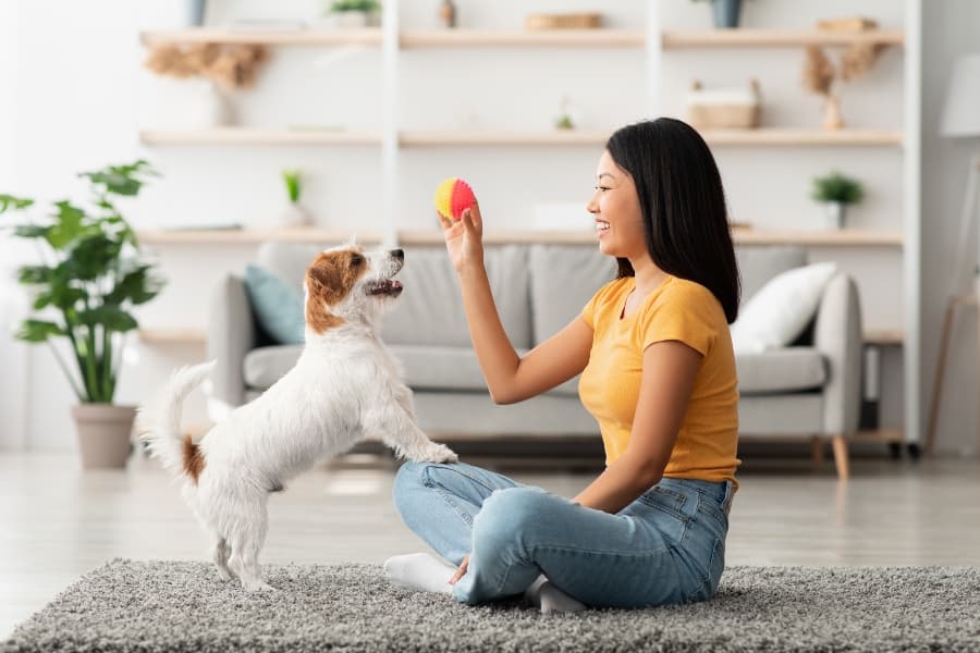 DIY Indoor Enrichment Games For Dogs