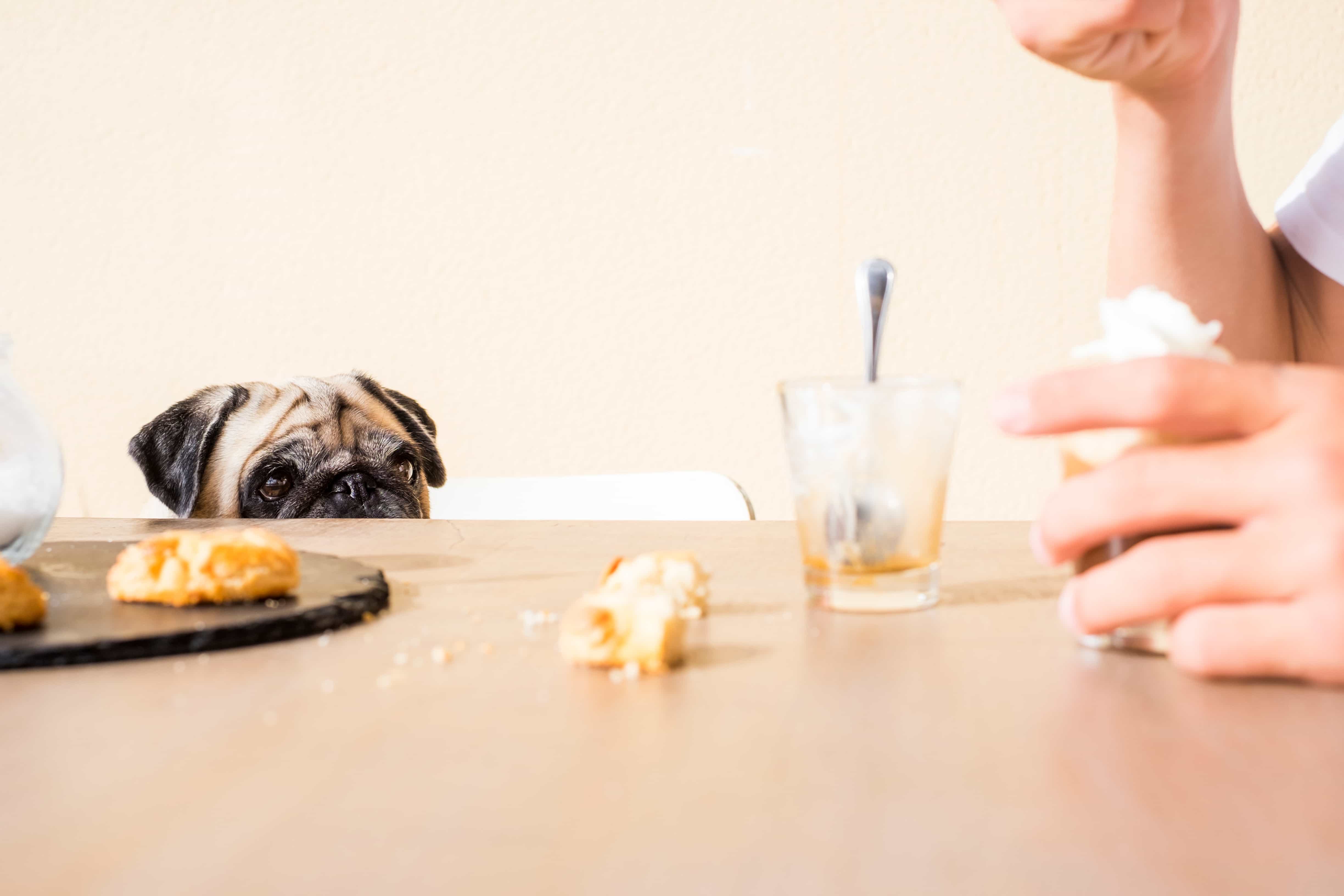 26 Common Foods and Liquids That Are Poisonous to Dogs - GoodRx