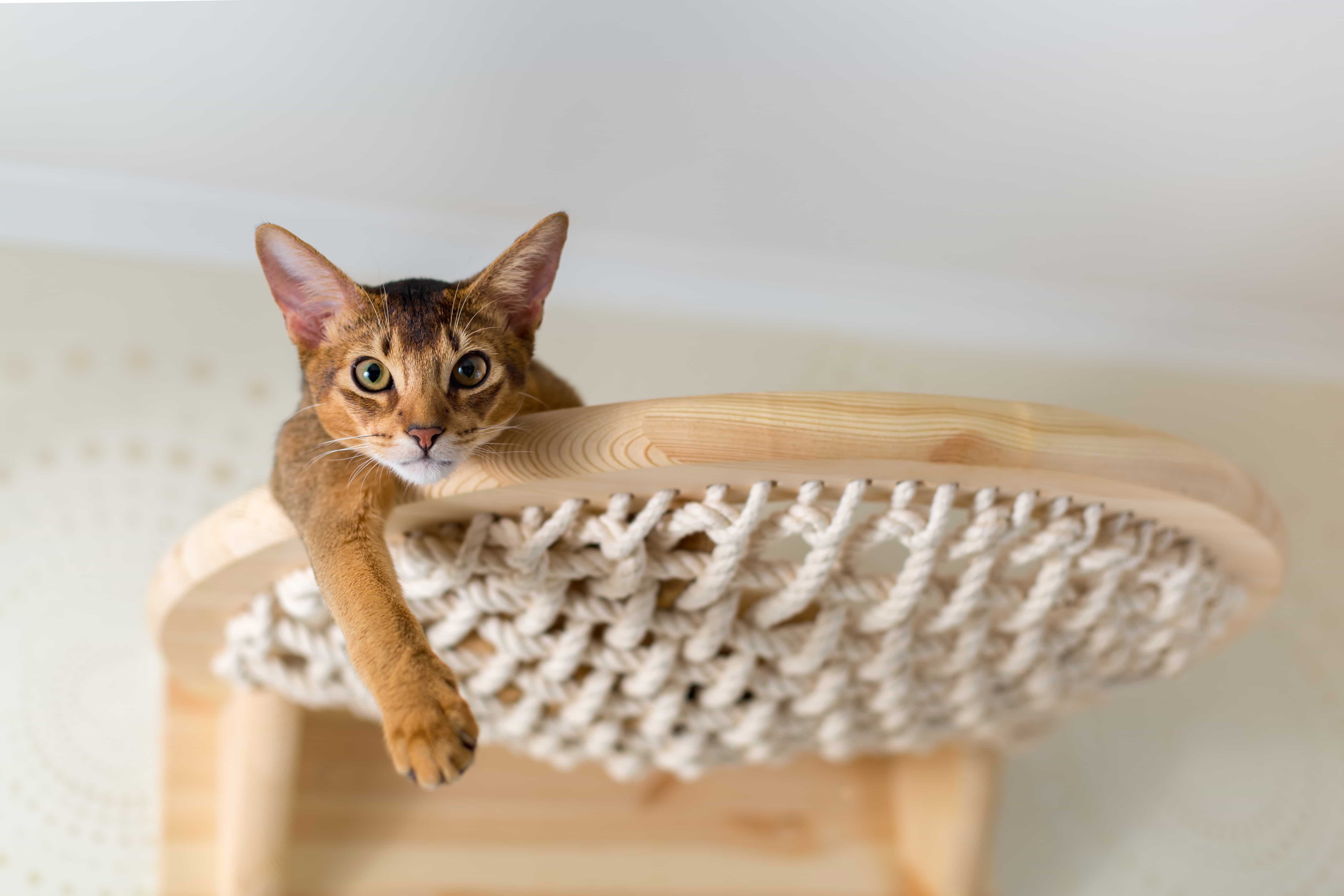 Cat Playground in Ceiling Net