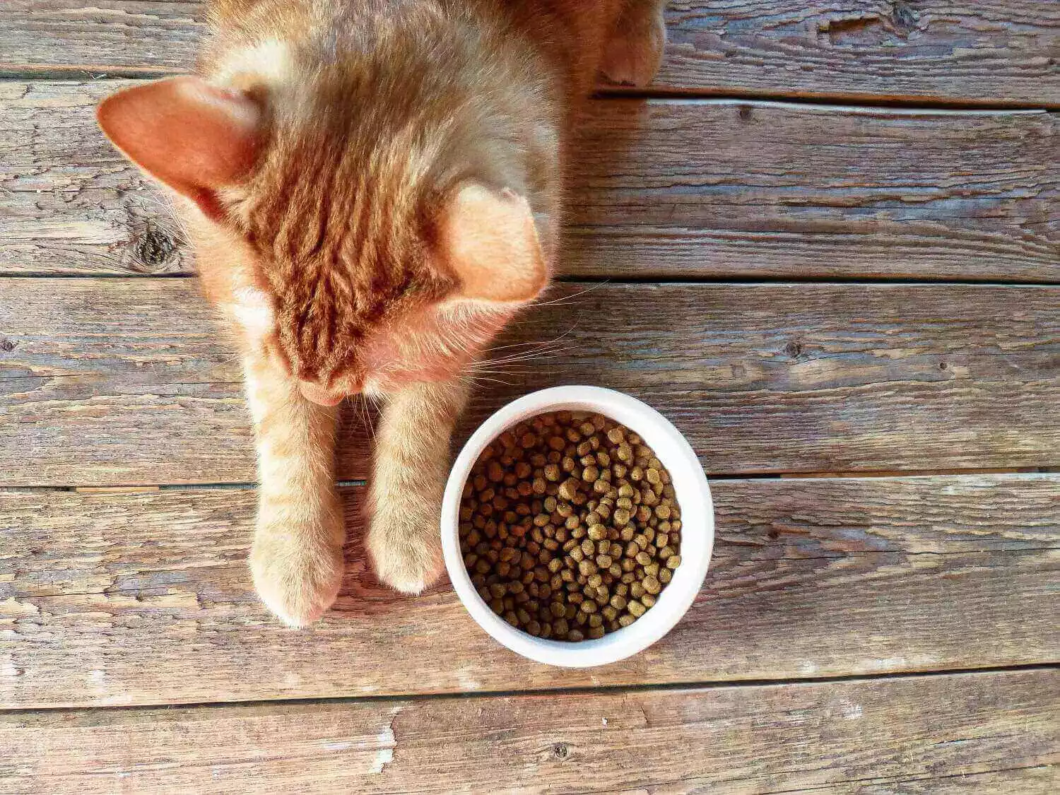 orange-cat-lying-next-to-bowl-of-dry-cat-food