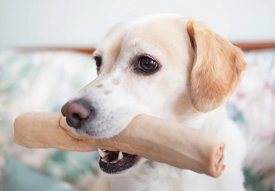 10 Best Dog Rawhide Alternatives For Dogs To Chew | Rawhide For Dogs