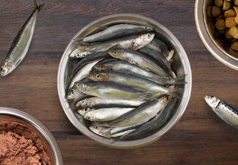 benefits of eating sardines