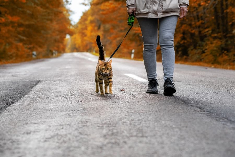 cat walking on leash