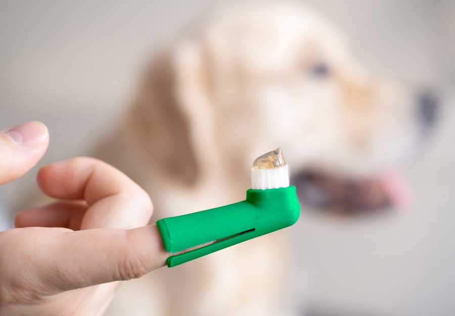 best product for dogs teeth